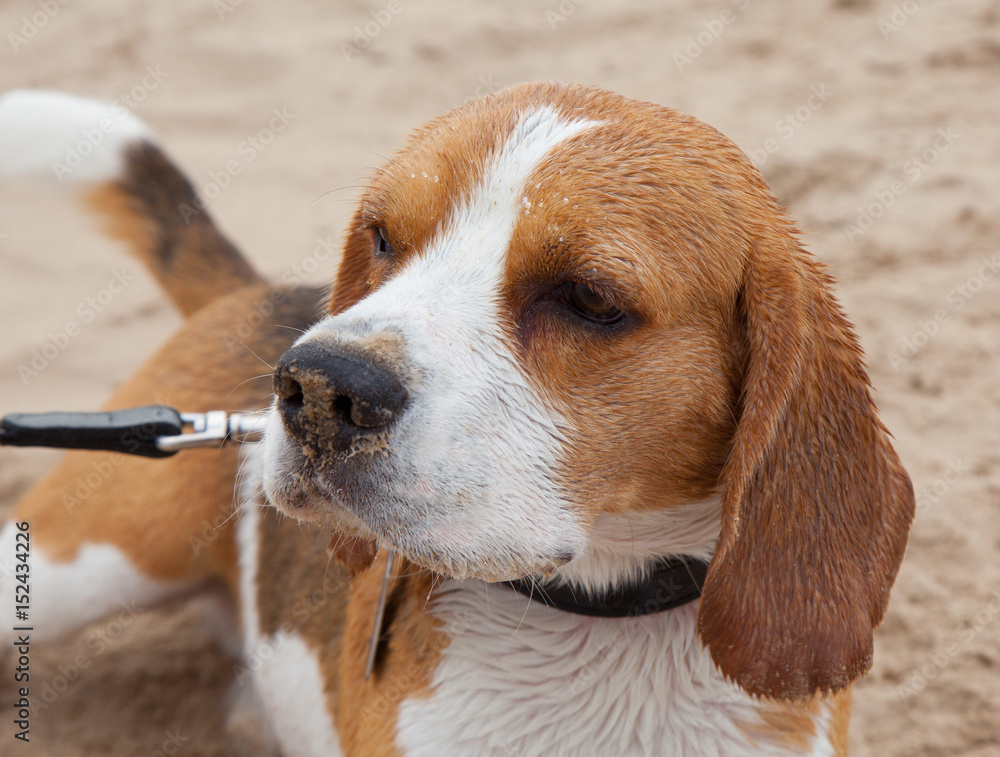 dog, beagle, outdoor dog, beagle, outdoor