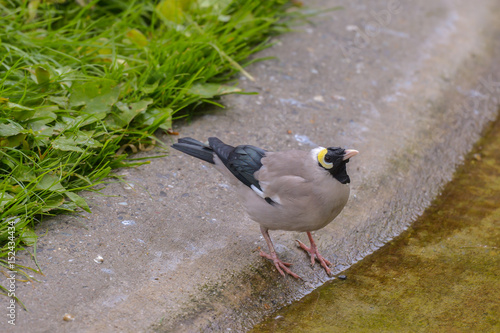 Lappenstar an der Vogeltränke photo