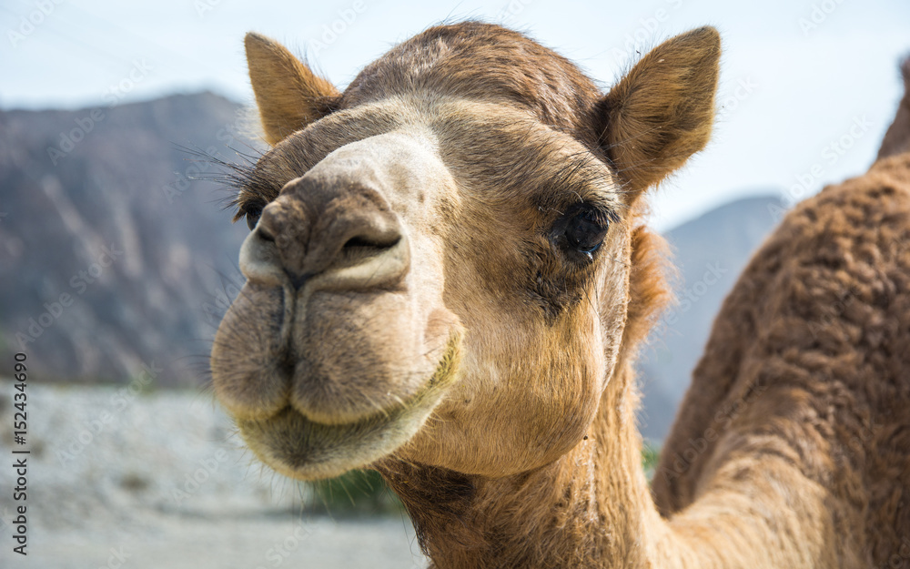 Obraz premium Omani Camels - The camel, also called the “Ship of the Desert” is a vital part of the Omani Society, for it represents a deeply appreciated and highly valued tradition. Camels were not only the main m