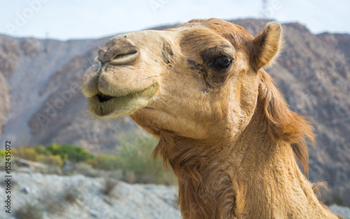 Omani Camels - The camel  also called the    Ship of the Desert    is a vital part of the Omani Society  for it represents a deeply appreciated and highly valued tradition. Camels were not only the main m