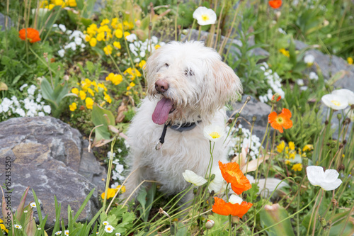 A white dog posing in the middel of flowers