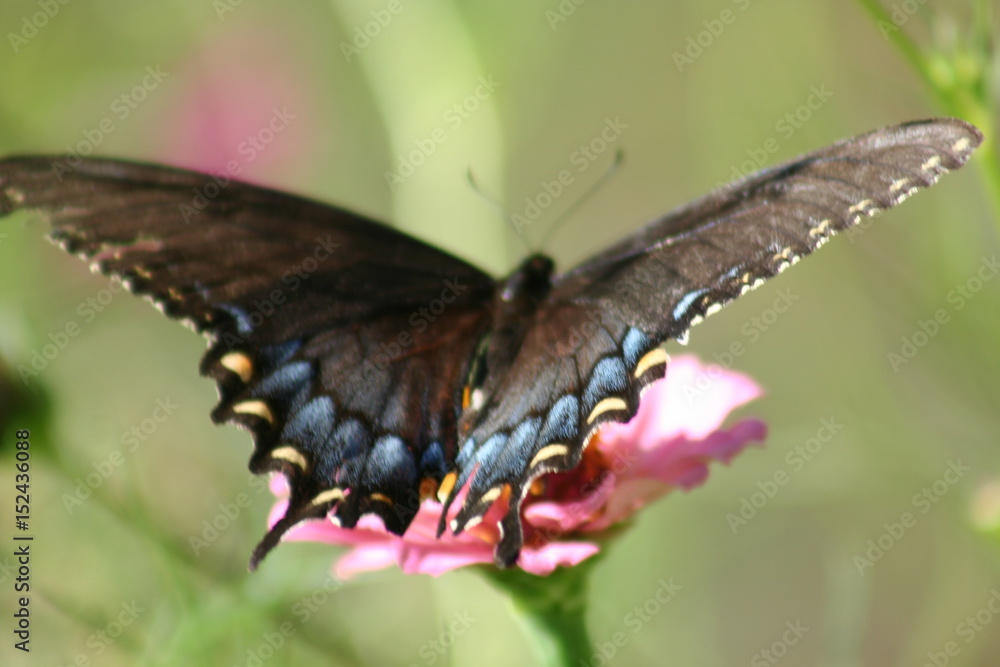 Fototapeta premium Swallowtail Butterfly