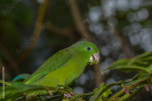 Sperlingspapagei frisst eine Frucht photo