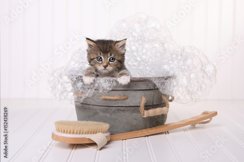 Fototapeta Naklejka Na Ścianę i Meble -  Cute Kitten in Washtub Getting Groomed By Bubble Bath