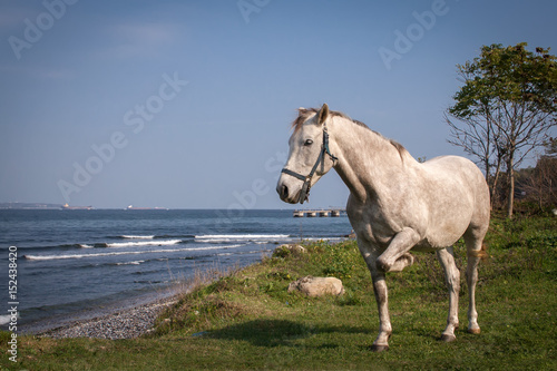 Portrait of white horse posing near sea shore