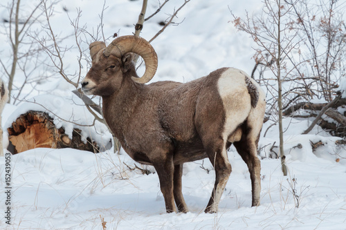 Colorado Rocky Mountain Bighorn Sheep