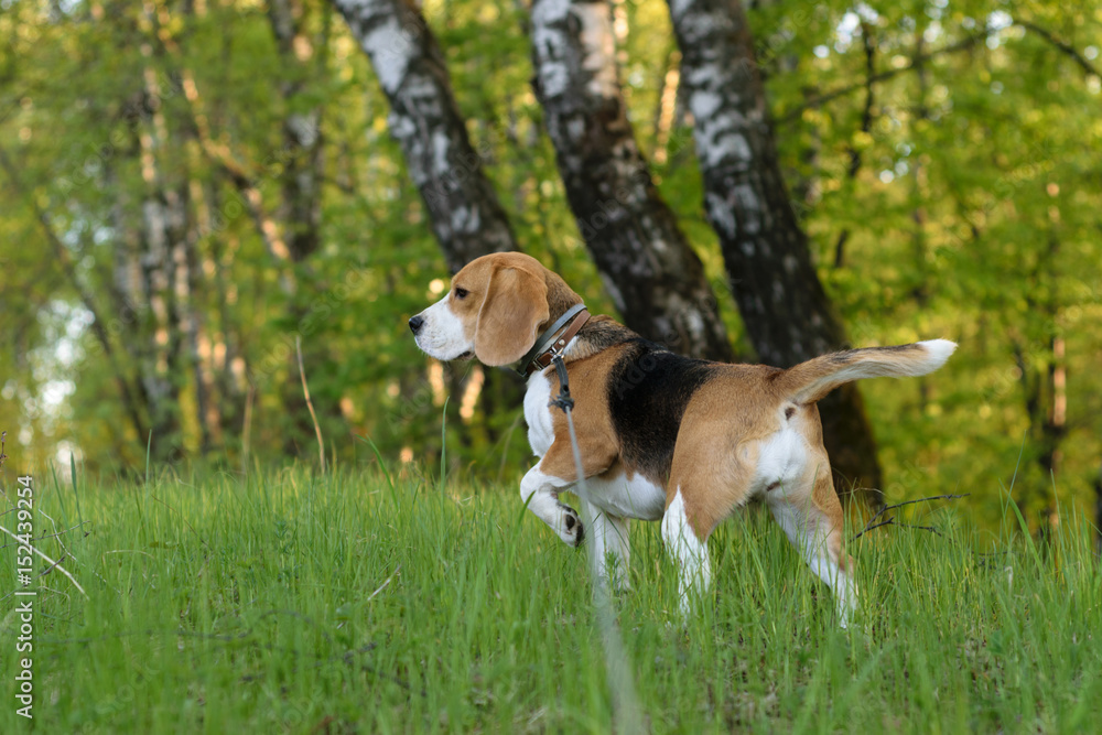 Dog portrait Beagle in the evening forest