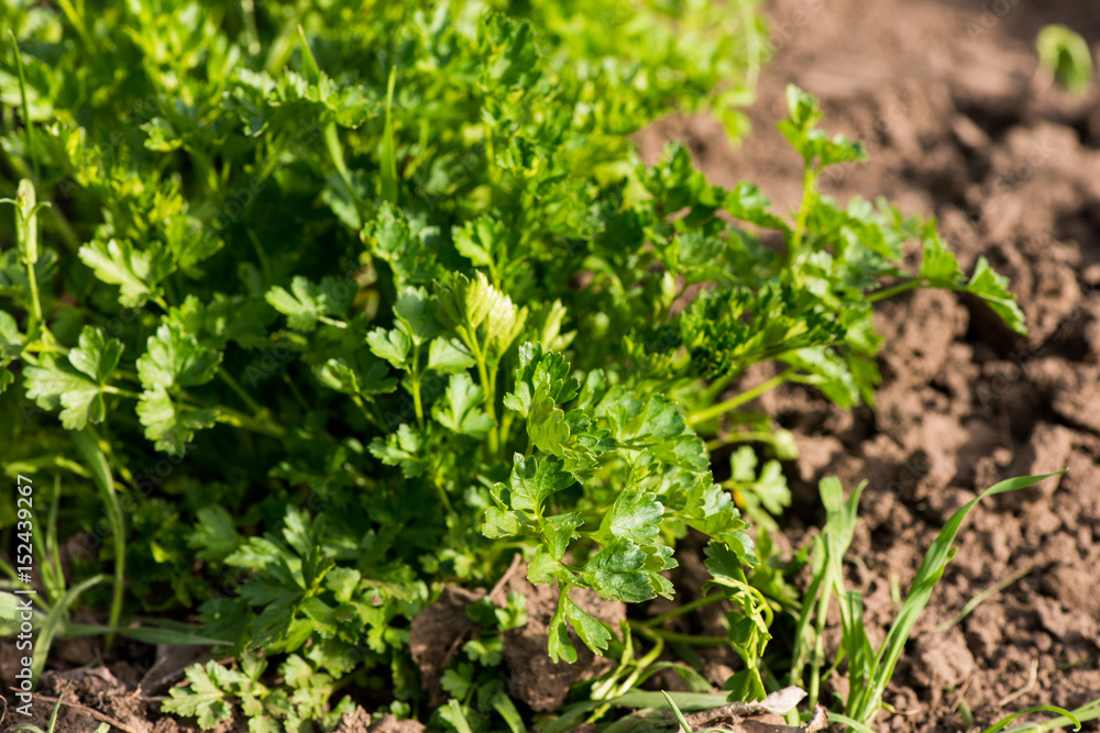 parsley grows parsley grows