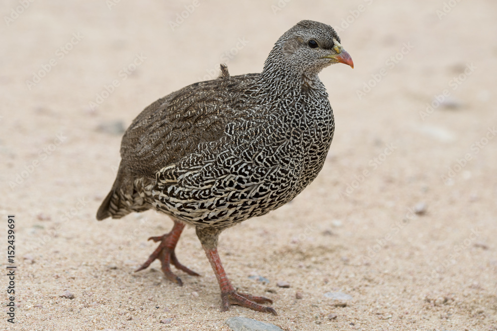 Obraz premium Francolin du Natal,.Pternistis natalensis, Natal Spurfowl, Parc national Kruger, Afrique du Sud