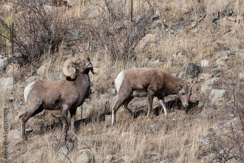 Colorado Rocky Mountain Bighorn Sheep