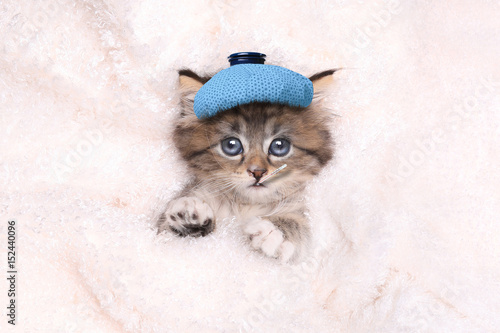 Fototapeta Naklejka Na Ścianę i Meble -  Sick Kitten With Ice Bag and Thermometer