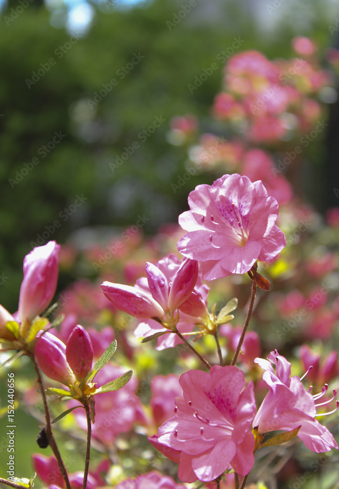 Pink Azaleas in suburban garden Pink Azaleas in suburban garden