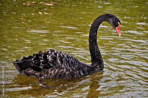 Cisne negro © cherokeerose