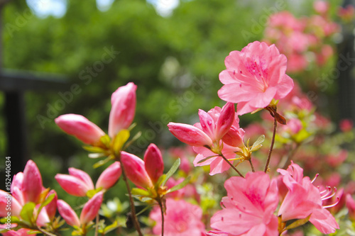 Pink Azaleas in suburban garden © Andrew