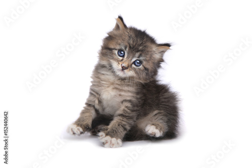 Cute Tiny Kitten on a White Background