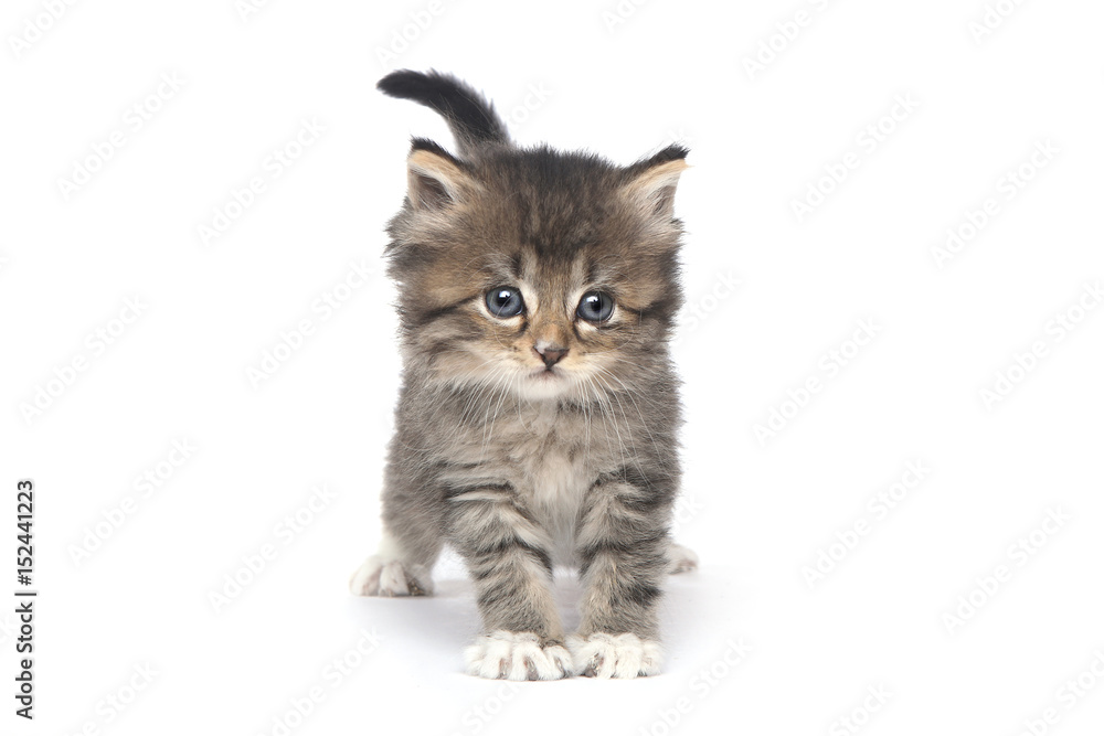Obraz premium Cute Tiny Kitten on a White Background