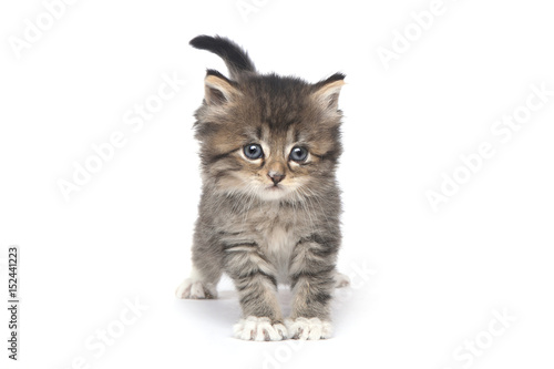 Cute Tiny Kitten on a White Background