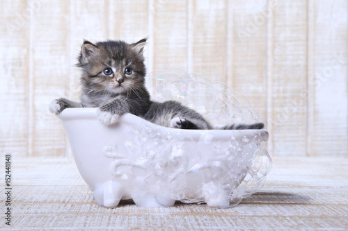 Fototapeta Naklejka Na Ścianę i Meble -  Tiny Kitten in a Bathtub With Bubbles