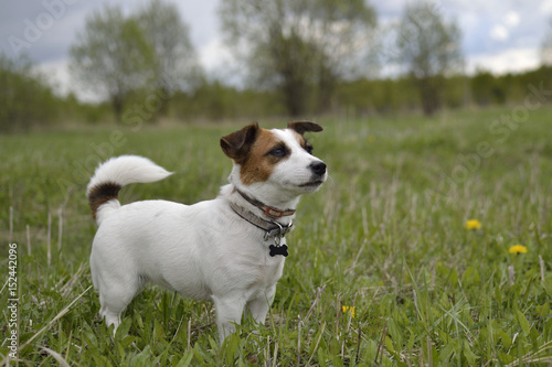 The dog the Jack Russell Terrier close up costs sideways against green meadow, the wood, trees, the head is raised