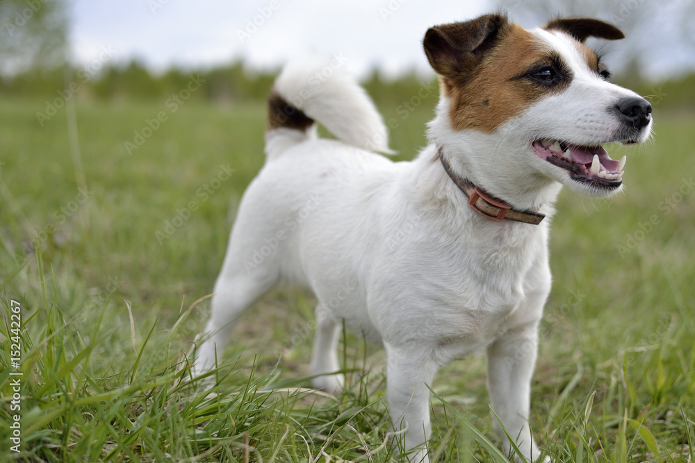 The dog the Jack Russell Terrier close up looks forward, against green meadow The dog the Jack Russell Terrier close up looks forward, against green meadow