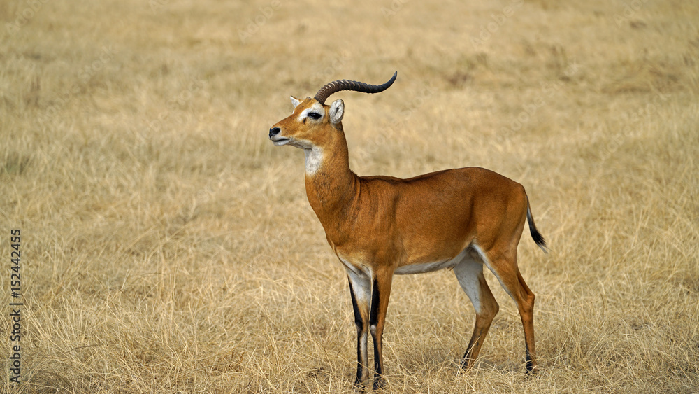 Unicorn, an Ugandan Kob in Queen Elizabeth National Park, Uganda Unicorn, an Ugandan Kob in Queen Elizabeth National Park, Uganda