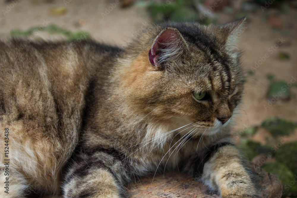 Cat portrait on nature background. Cat portrait on nature background.