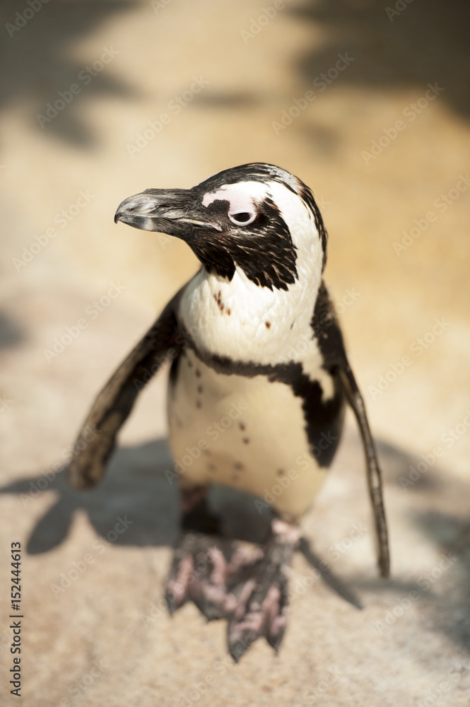 Obraz premium A penguin looking for partner.