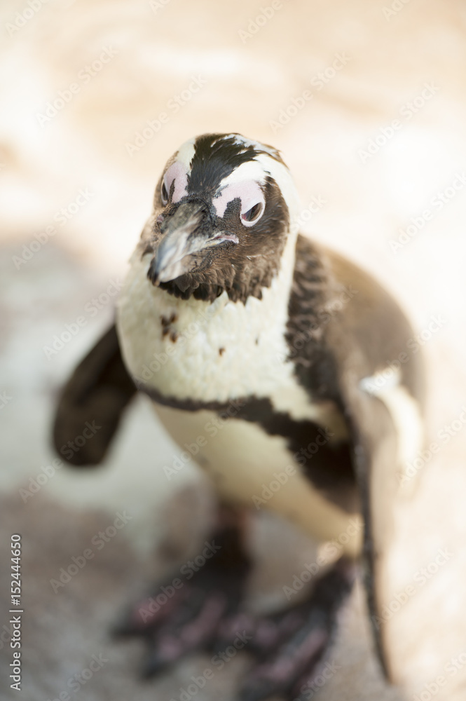 Naklejka premium A young penguin looking for partner.