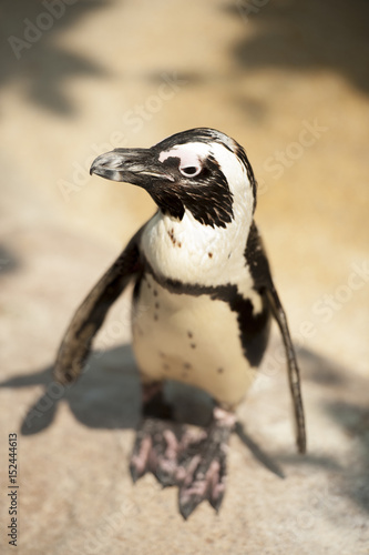 A penguin looking for partner.