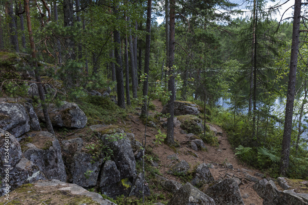 Primeval forest in Southern Finland Primeval forest in Southern Finland