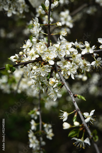  white flowers on blackthorn