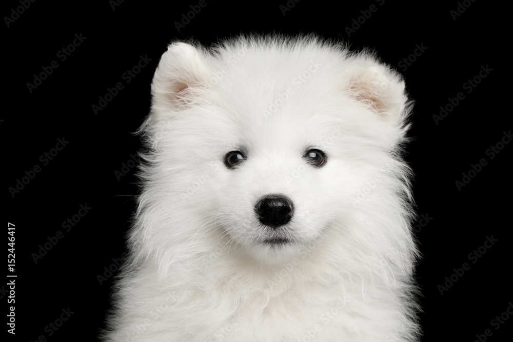 Portrait of Furry White Samoyed Puppy isolated on Black background, front view Portrait of Furry White Samoyed Puppy isolated on Black background, front view