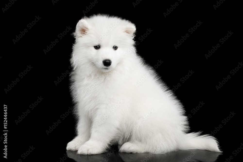 Cute White Samoyed Puppy Sitting isolated on Black background, side view