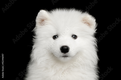 Portrait of Furry White Samoyed Puppy isolated on Black background, front view © seregraff