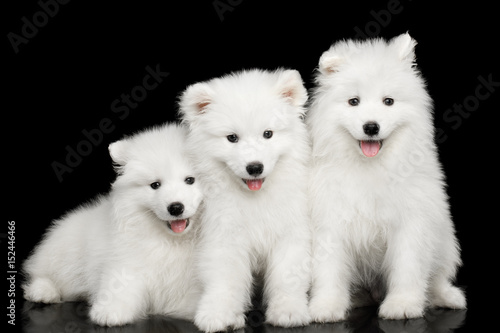 Tableau sur toile Three White Samoyed Puppies friendly Sitting together isolated on Black backgrou