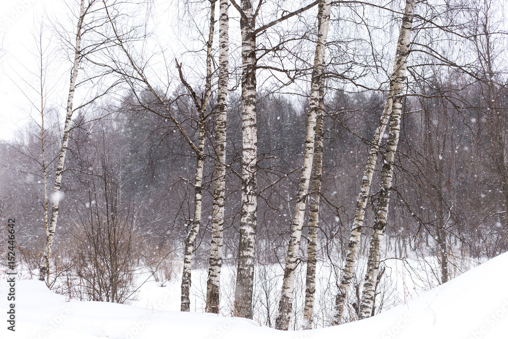 Fototapeta premium winter forest