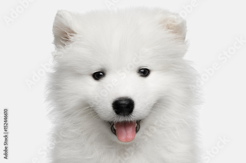 Fototapeta Naklejka Na Ścianę i Meble -  Portrait of Furry Samoyed Puppy isolated on White background, front view