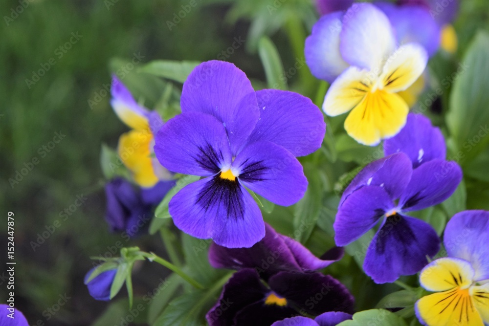flowers flowers