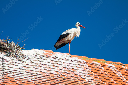     White stork on the house roof in morning, nature park Lonjsko polje, Croatia 