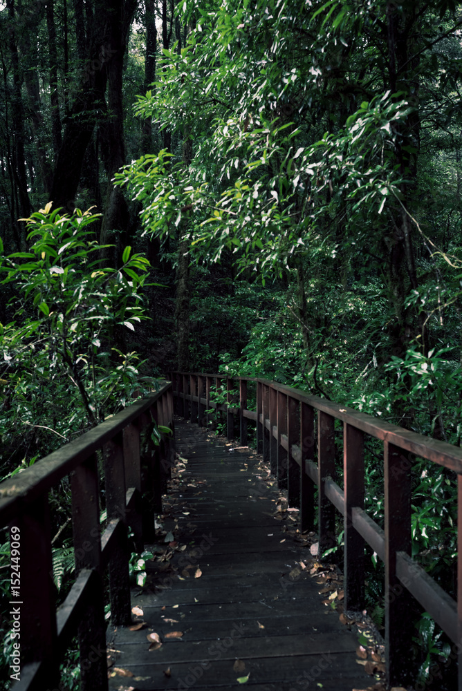 old wooden bridge path to rainforest