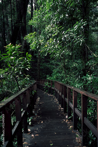 old wooden bridge path to rainforest