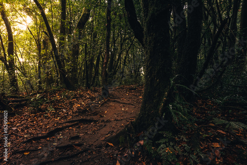 nature path to rain forest 