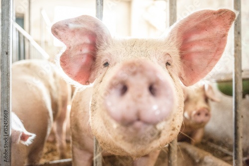 Pig face closeup