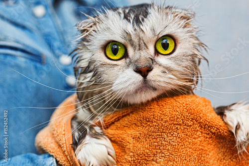 Wallpaper Mural Green eyed just washed cat Torontodigital.ca