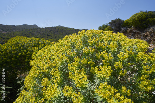 Baum-Wolfsmilch (Euphorbia dendroides) auf Kreta