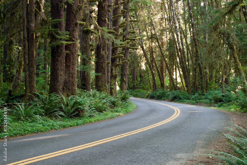 Curve In The Road Hoh Rain Forest Washington State Curve In The Road Hoh Rain Forest Washington State