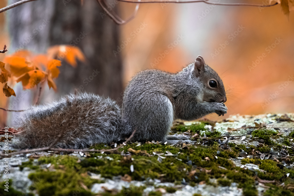 Squirrel Eating Squirrel Eating
