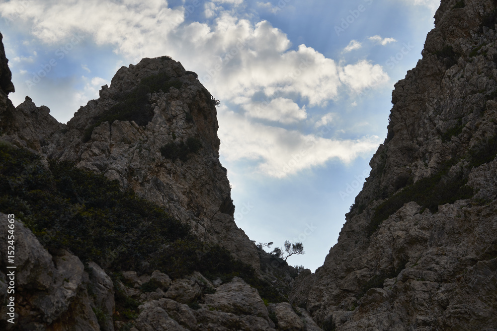 Johannisbrotbaum in der Schlucht Johannisbrotbaum in der Schlucht