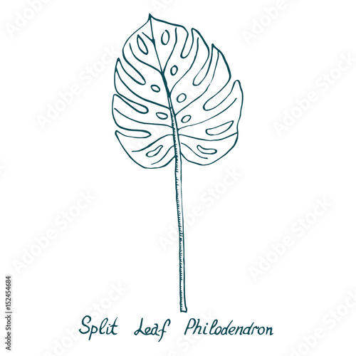 Split Leaf Philodendrom  hand drawn doodle  sketch in pop art style  vector illustration