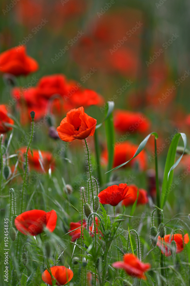 Beautiful poppies in the Tuscan countryside. Italy. Beautiful poppies in the Tuscan countryside. Italy.